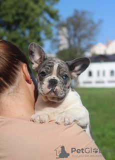 Photo №2 to announcement № 68696 for the sale of french bulldog - buy in Belarus 