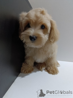 Photo №3. Havanian bichon puppies. Serbia