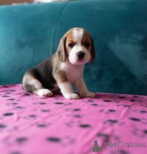 Photo №2 to announcement № 161321 for the sale of beagle - buy in Armenia 