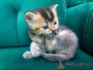 Photo №3. Healthy Scottish fold kittens available now with all documents. Germany