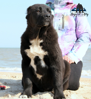 Photo №2 to announcement № 1886 for the sale of central asian shepherd dog - buy in Ukraine from nursery