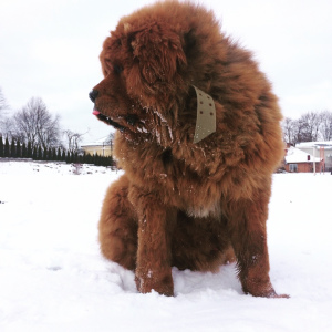 Photo №1. tibetan mastiff - for sale in the city of Drohobych | 1101$ | Announcement № 3976