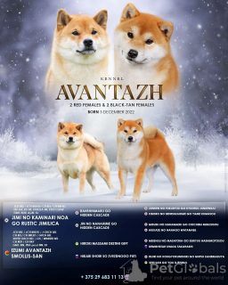 Photo №1. shiba inu - for sale in the city of Minsk | negotiated | Announcement № 33081