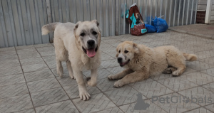 Photo №1. central asian shepherd dog - for sale in the city of Barnaul | 135$ | Announcement № 11220