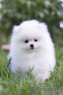 Photo №4. I will sell pomeranian in the city of Chelyabinsk. from nursery - price - negotiated