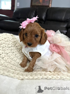 Photo №3. Dean Janet Kay puppies house. United States