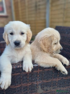 Photo №1. golden retriever - for sale in the city of Антверпен | Is free | Announcement № 116292