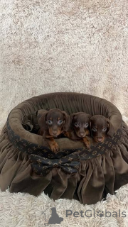 Photo №4. I will sell dachshund in the city of New Garden.  - price - 516$