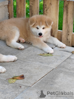 Photo №4. I will sell akita in the city of Belgrade. breeder - price - negotiated