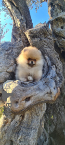 Photo №2 to announcement № 135232 for the sale of pomeranian - buy in Slovenia private announcement, from nursery
