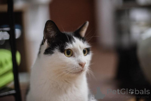 Photo №2 to announcement № 159454 for the sale of  - buy in Russian Federation from the shelter