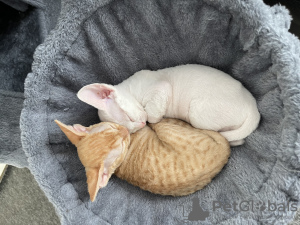 Additional photos: Devon Rex kittens