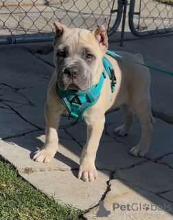 Photo №1. cane corso - for sale in the city of ALAVUS | 723$ | Announcement № 158578