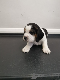 Photo №3. Beagle puppies for free adoption. Germany