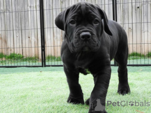 Photo №1. cane corso - for sale in the city of ALAVUS | 723$ | Announcement № 167785