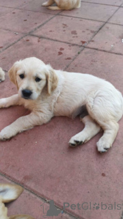 Photo №1. golden retriever - for sale in the city of Antwerp | negotiated | Announcement № 169641