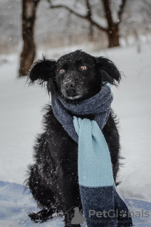 Photo №3. Incredibly affectionate Blueberry is looking for a family.. Russian Federation