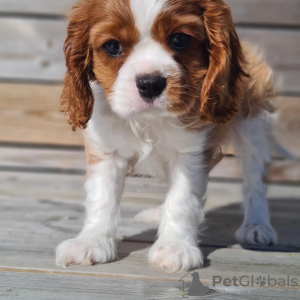 Photo №1. cavalier king charles spaniel - for sale in the city of Stavanger | negotiated | Announcement № 99131