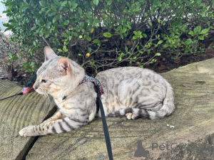 Photo №2 to announcement № 152548 for the sale of bengal cat - buy in Germany private announcement