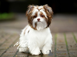 Photo №1. beaver yorkshire terrier - for sale in the city of St. Petersburg | negotiated | Announcement № 116739