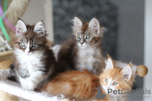 Photo №2 to announcement № 114600 for the sale of maine coon - buy in Germany breeder