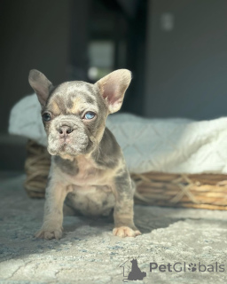 Photo №1. french bulldog - for sale in the city of Munich | 376$ | Announcement № 150646