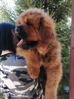 Photo №2 to announcement № 6933 for the sale of tibetan mastiff - buy in Russian Federation private announcement