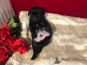 Photo №3. lovely pug puppies for sale. Australia