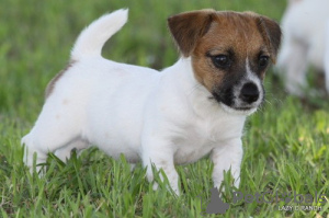 Photo №1. jack russell terrier - for sale in the city of Berlin | Is free | Announcement № 101847