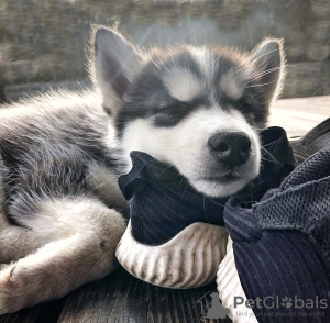 Additional photos: Husky kids