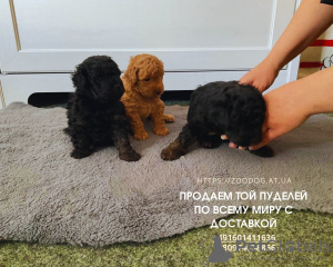 Photo №3. Cute and playful mini toy poodle puppies are looking for a family. Germany