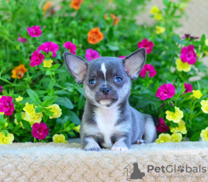 Photo №1. chihuahua - for sale in the city of Москва | 1483$ | Announcement № 7434