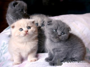 Photo №1. scottish fold - for sale in the city of Brussels | 774$ | Announcement № 160453