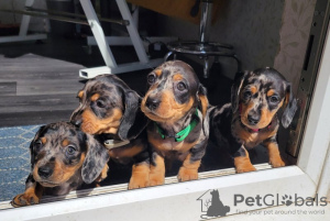 Photo №4. I will sell dachshund in the city of Baltimore. breeder - price - 500$