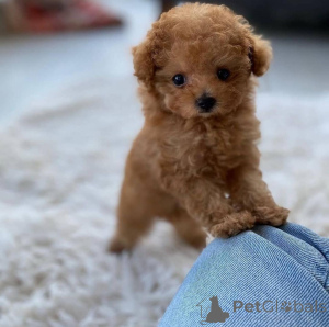 Photo №1. poodle (toy) - for sale in the city of Helsinki | 376$ | Announcement № 135116