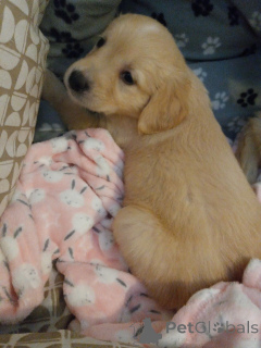 Photo №4. I will sell golden retriever in the city of Falkenberg. private announcement, breeder - price - 1032$