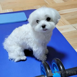 Photo №1. maltese dog - for sale in the city of Manila | negotiated | Announcement № 75306