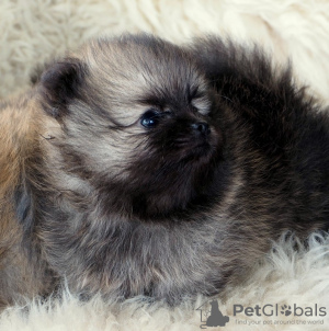 Photo №4. I will sell pomeranian in the city of Drogusza. breeder - price - negotiated