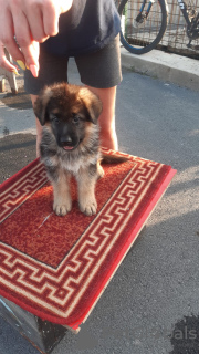 Photo №1. german shepherd - for sale in the city of Yekaterinburg | 14142$ | Announcement № 62364