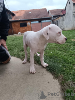 Photo №2 to announcement № 126413 for the sale of dogo argentino - buy in Serbia private announcement