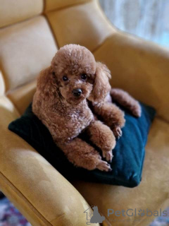 Additional photos: Beautiful toy poodle puppies