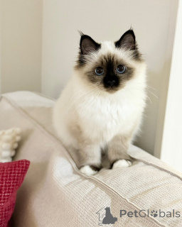 Photo №1. birman - for sale in the city of Pooler | negotiated | Announcement № 143148