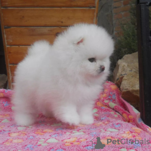 Photo №3. pomeranian. Germany