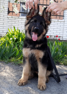 Photo №4. I will sell german shepherd in the city of Измаил. breeder - price - 350$