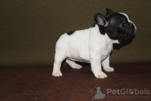 Additional photos: french bulldog puppies