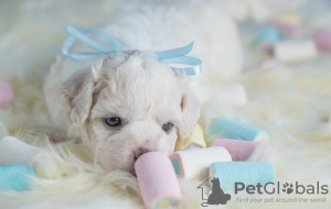 Additional photos: Bichon Friesian puppies