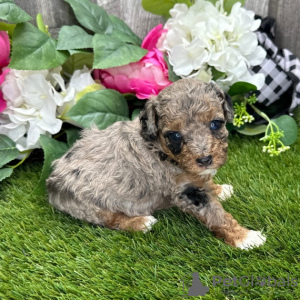 Photo №1. poodle (toy) - for sale in the city of Rio de Janeiro | 250$ | Announcement № 45714