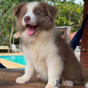 Photo №4. I will sell border collie in the city of Berlin. breeder - price - negotiated