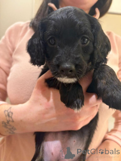 Photo №2 to announcement № 166929 for the sale of leonberger - buy in Netherlands 