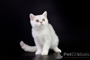 Photo №2 to announcement № 12081 for the sale of british shorthair - buy in Moldova from nursery, breeder